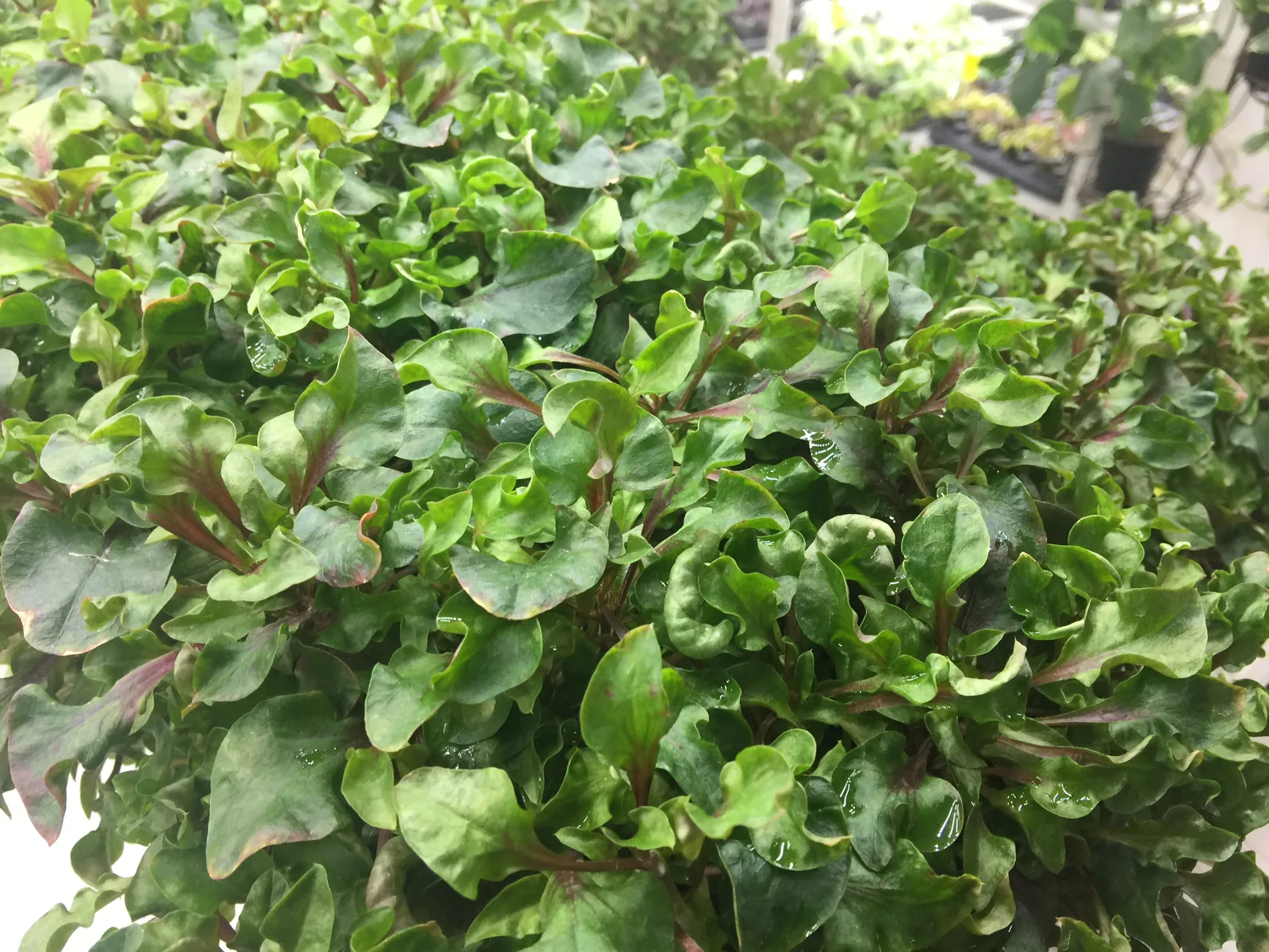Листья тепличной культуры с каплями воды после мокрого окна